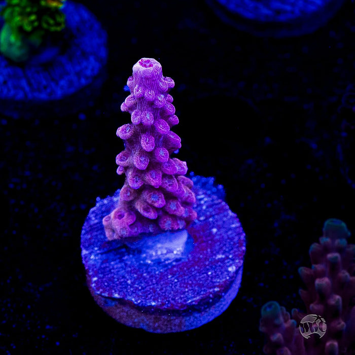 WWC Spyroz Stag Acropora