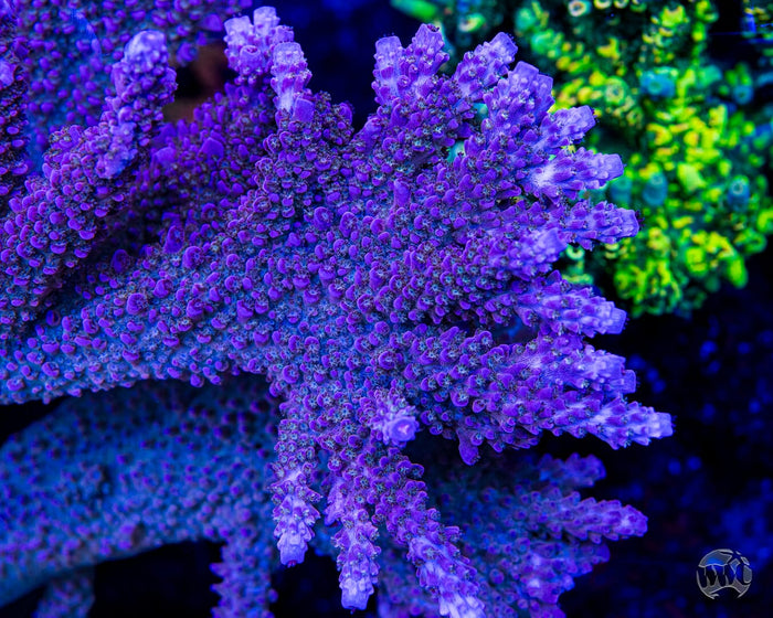 WWC Spyroz Stag Acropora - Mother Colony Photo