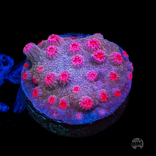 WWC Strawberry Branching Cyphastrea