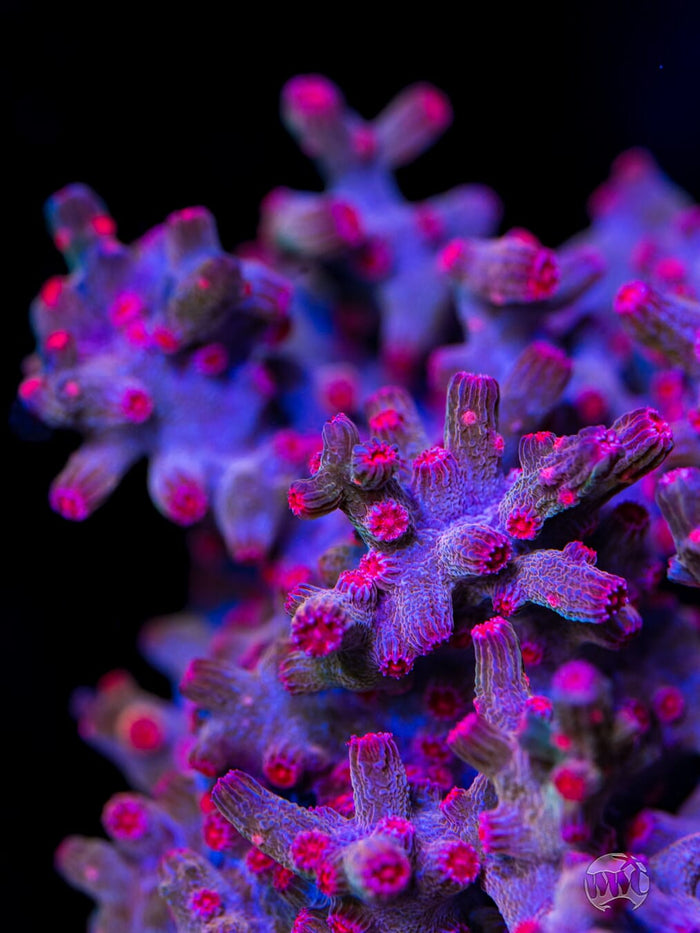 WWC Strawberry Branching Cyphastrea - Mother Colony Photo