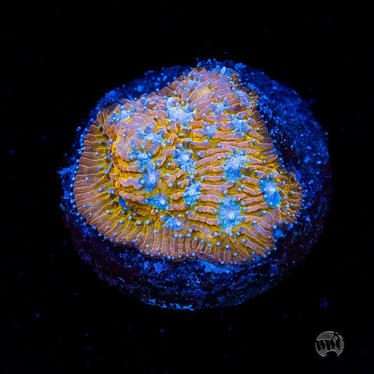 WWC Tiger Eye Lithophyllon