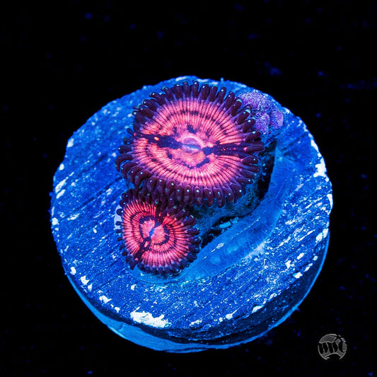 WWC Van Damme Zoanthids