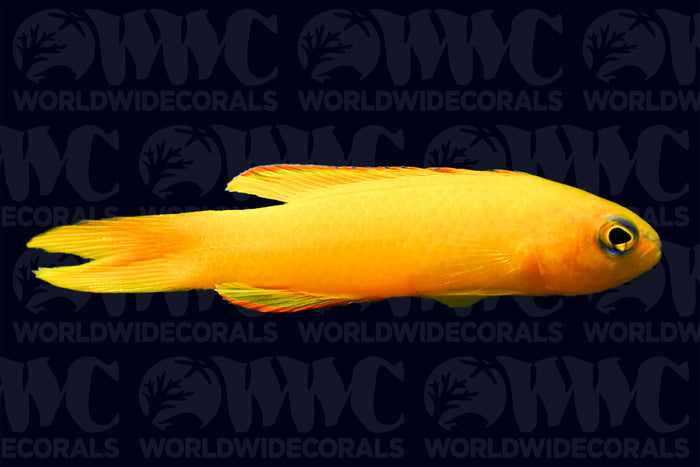Yellow Assessor Basslet - Australia